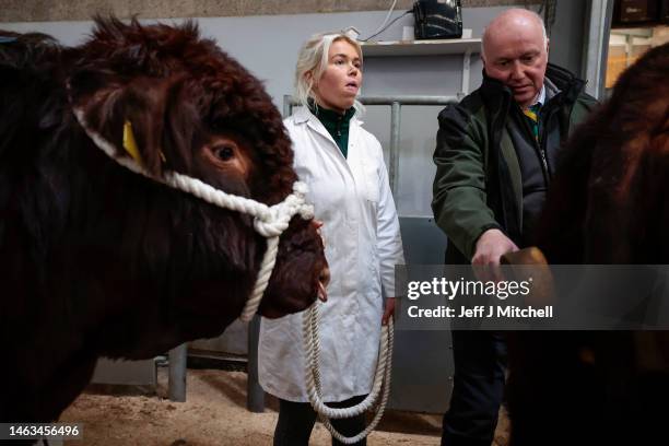 Cattle are prepared for auction at the Stirling Bull Sale on February 06, 2023 in Stirling, Scotland. This is a society sale held under the auspices...