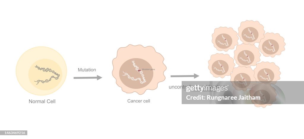 Normal Dna Cell The Diagram Of Normal Cell Mutation And Became To Cancer Cell That ...