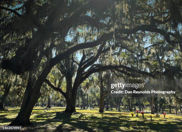 Query Island Photos and Premium High Res Pictures - Getty Images