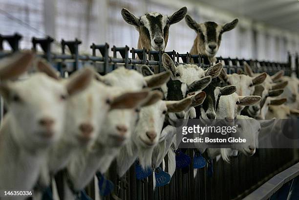 Goats at GTC Farm, which is GTC Biopharmaceuticals breeding and milking farm, keep an eye on visitors. This small Massachusetts company may soon...