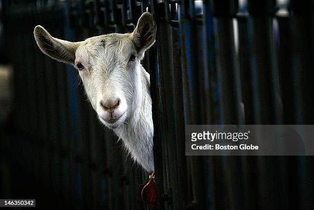 Goat at GTC Farm, which is GTC Biopharmaceuticals breeding and milking farm stares with curiosity at a visitor. This small Massachusetts company may...