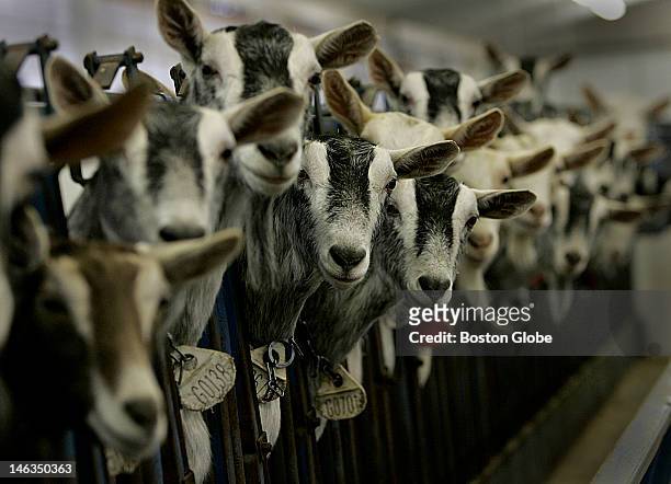 Goats at GTC Farm, which is GTC Biopharmaceuticals breeding and milking farm, are curious towards visitors. This small Massachusetts company may soon...