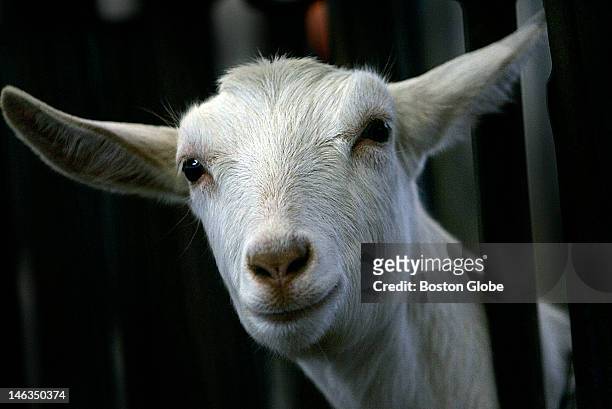 Goat at GTC Farm, which is GTC Biopharmaceuticals breeding and milking farm, seemed to smile at visitors. This small Massachusetts company may soon...