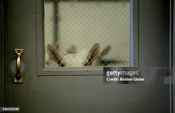 Goat at GTC Farm, which is GTC Biopharmaceuticals breeding and milking farm, watched through a door while his/her fellow goats get milked. This small...