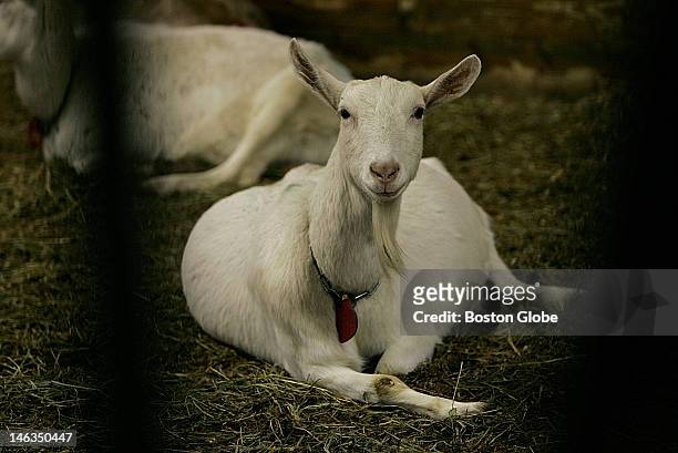 Pregnant goat at GTC Farm, which is GTC Biopharmaceuticals breeding and milking farm. This small Massachusetts company may soon start producing the...