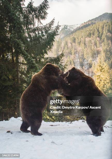 grizzly bears (ursus arctos horribilis) play together - romania stock pictures, royalty-free photos & images