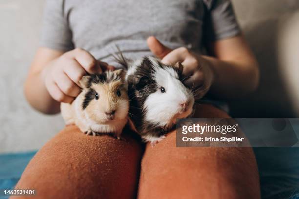 boy holding his pet guinea pig in hands - guinea pig stockfoto's en -beelden