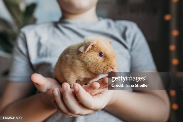 boy holding his pet guinea pig in hands - guinea pig stock pictures, royalty-free photos & images