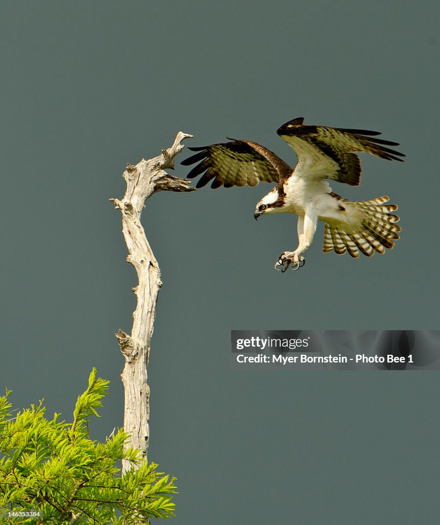 Osprey landing
