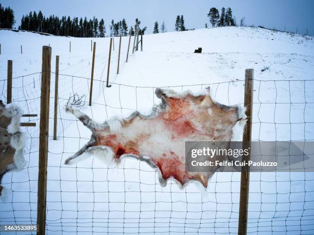 nordic reindeer skin hanging on the fence - alta stock-fotos und bilder