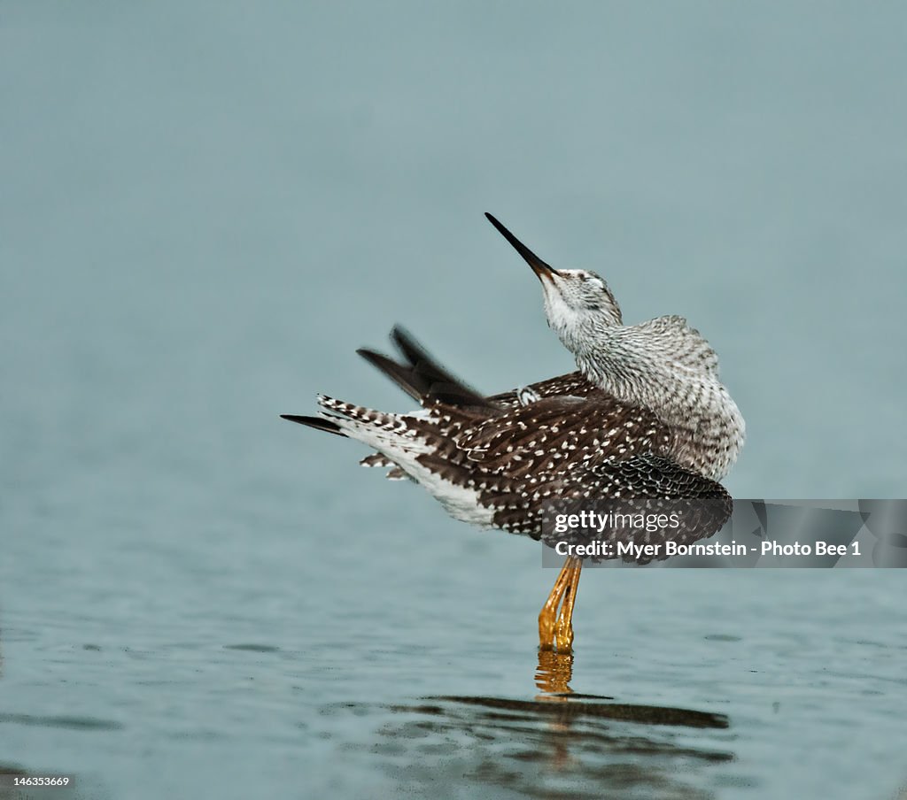 Juvenile lesser yellowlegs