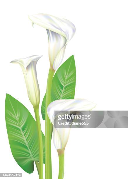 calla lilies  on a transparent background - calla lily stock illustrations