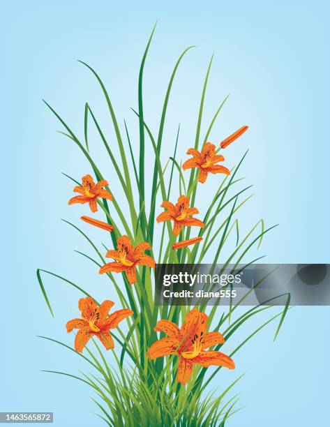 detaillierte tigerliliengruppe auf blau - tiger lily flower stock-grafiken, -clipart, -cartoons und -symbole