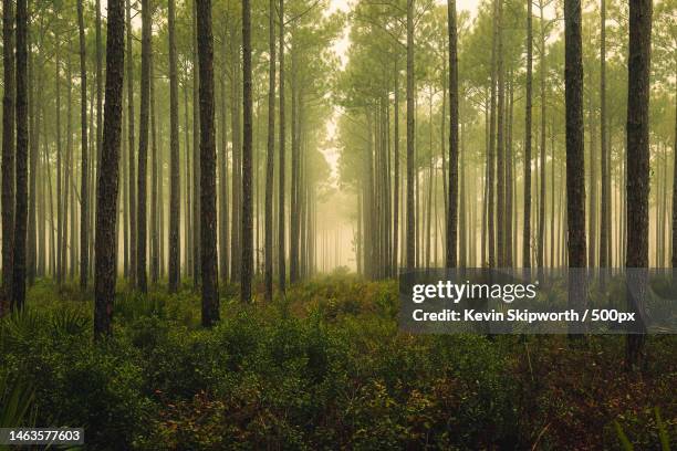 trees in forest,panama city beach,florida,united states,usa - forest foto e immagini stock