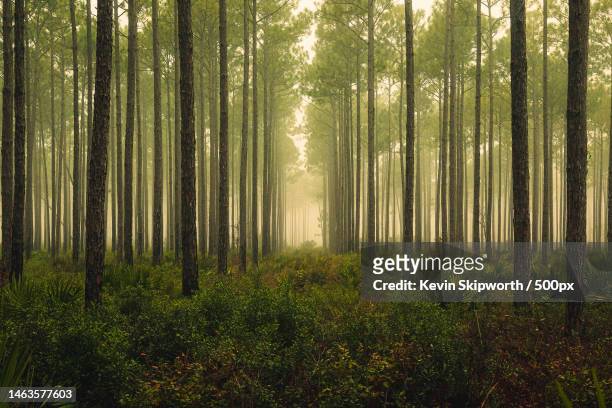 trees in forest,panama city beach,florida,united states,usa - forest 個照片及圖片檔