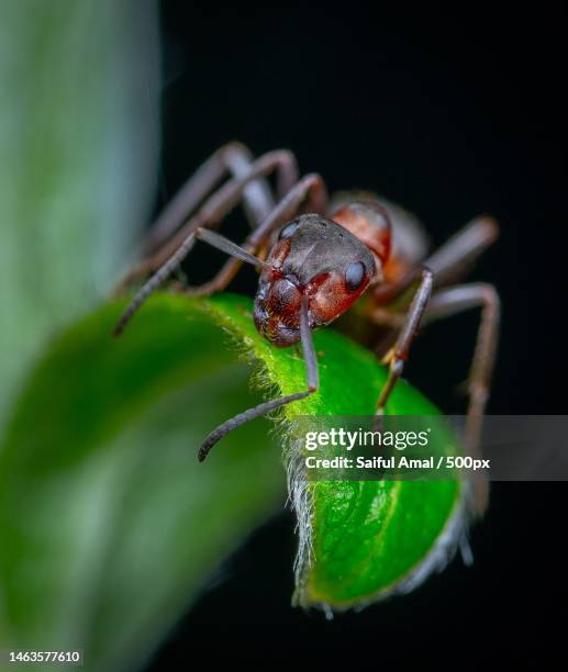 close-up of insect on leaf - red imported fire ant stock pictures, royalty-free photos & images