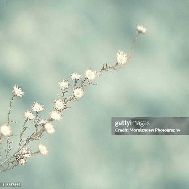 white flower - agfacolor stock-fotos und bilder