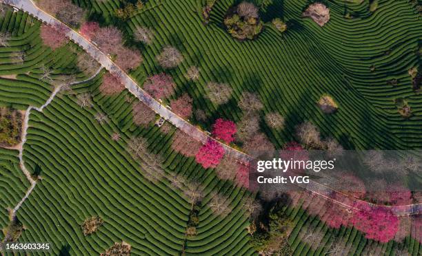 Longyan Cold Spring 7,631 Longyan Stock Photos, High-Res Pictures, and Images - Getty Images