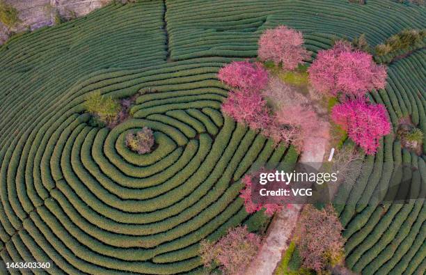 Longyan Cold Spring 7,631 Longyan Stock Photos, High-Res Pictures, and Images - Getty Images