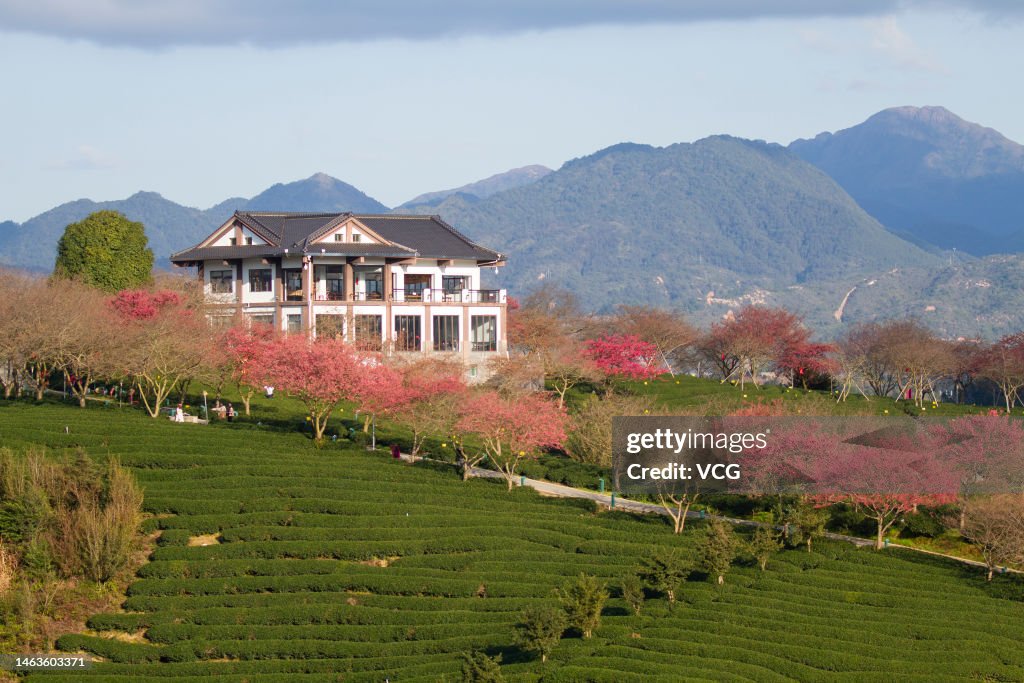 Longyan Cold Spring Aerial view of cherry blossoms in bloom at a tea garden on February ...