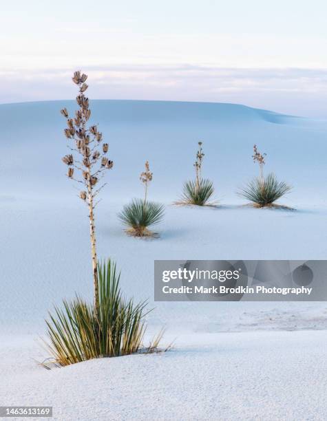 morning walk - white sands national monument stock pictures, royalty-free photos & images