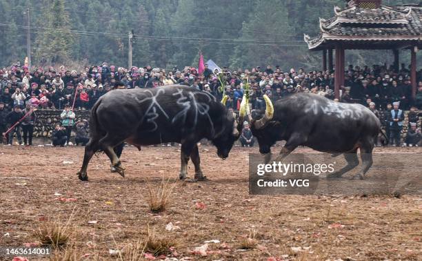 Villagers watch as two bulls fight against each other during a bull fighting competition on February 6, 2023 in Congjiang County, Qiandongnan Miao...