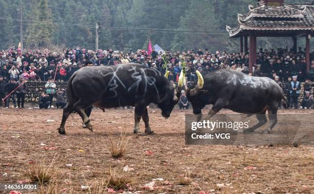 Bull Boxing 1,065 Bull Fight In A Village Stock Photos, High-Res Pictures, and ...