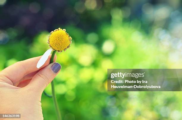 girl holding camomile flower with one petal left - 花びら占い ストックフォトと画像