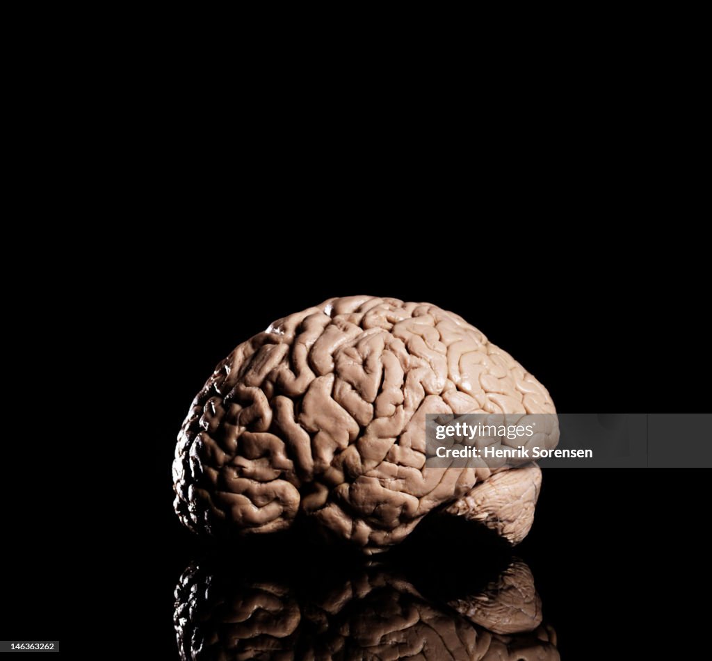 Brain on black backdrop Brain