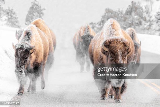 bison on road - wood buffalo stock pictures, royalty-free photos & images