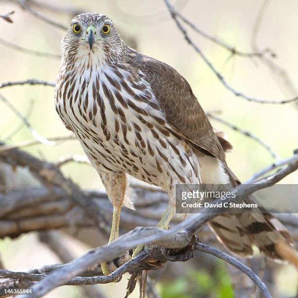 coopers hawk glares - coopers hawk stock pictures, royalty-free photos & images