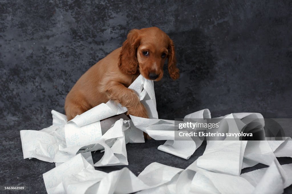 A funny little puppy of an English Cocker spaniel with a roll of white toilet paper on a gray background.