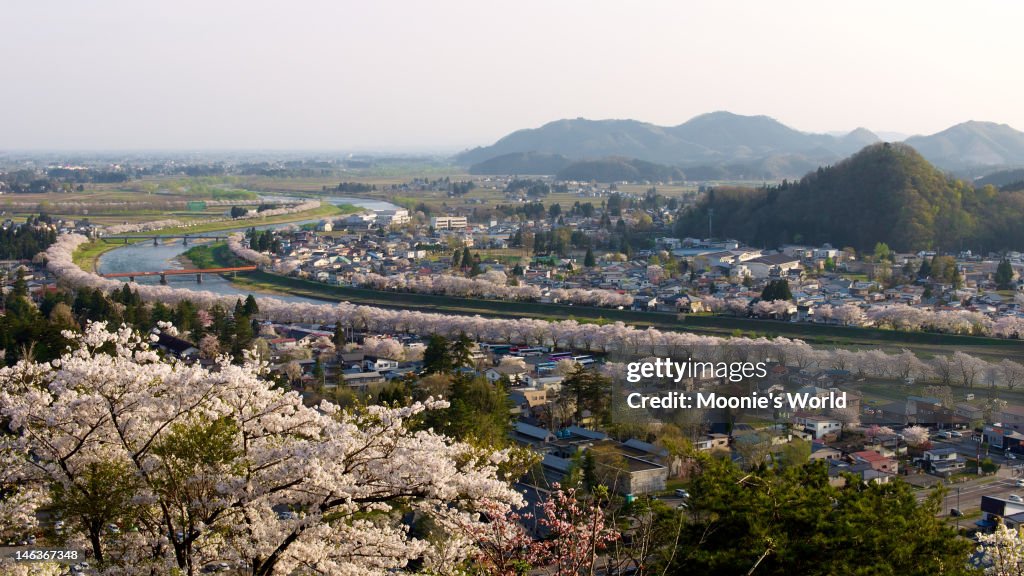 Sakura lined riverbank of Kakunodate