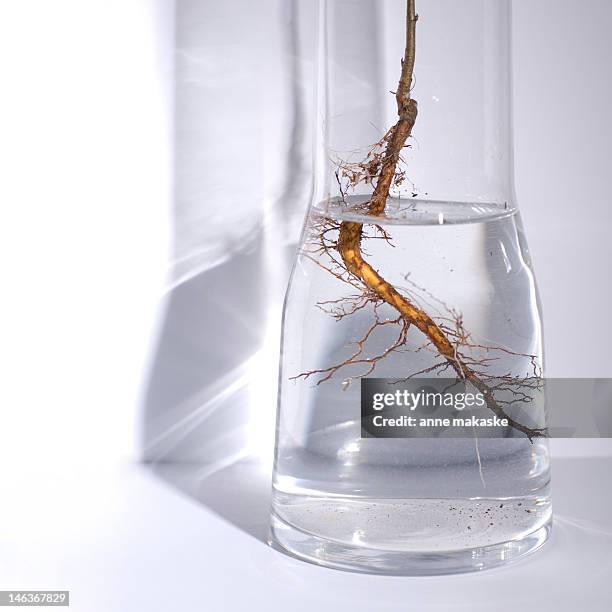 Oak Sapling Roots Oak Tree Sapling Photos and Premium High Res Pictures - Getty Images