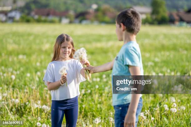 caucasian boy giving girl bouquet of dandelions - tcs stock pictures, royalty-free photos & images