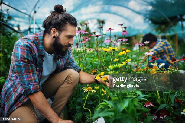 botanists working at a flower greenhouse. - geranium stockfoto's en -beelden