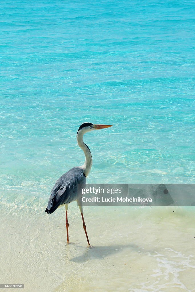 Heron