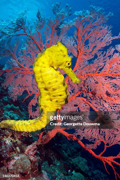 sea horse with gorgonian soft coral - hoornkoraal stockfoto's en -beelden