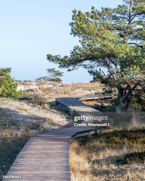 germany, mecklenburg-vorpommern, empty boardwalk on fischland-darss-zingst peninsula - fischland darß zingst imagens e fotografias de stock