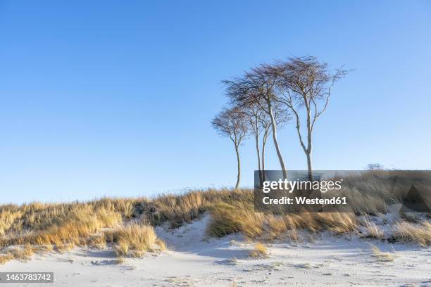germany, mecklenburg-vorpommern, grassy beach on fischland-darss-zingst peninsula - fischland darss zingst stock pictures, royalty-free photos & images