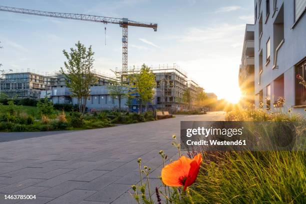 germany, bavaria, munich, pavement in residential area at sunset with industrial crane standing in background - mohn pflanze stock-fotos und bilder