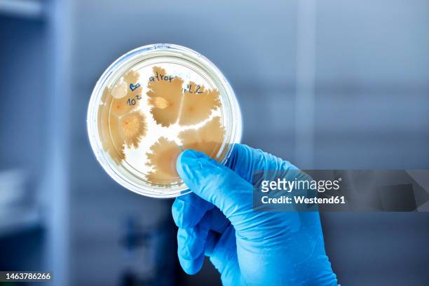 close-up of scientist holding petri dish in a microbiological lab - mikrobiologie stock-fotos und bilder