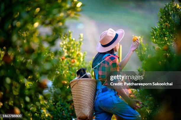 farmer orange - zitronen feld stock-fotos und bilder