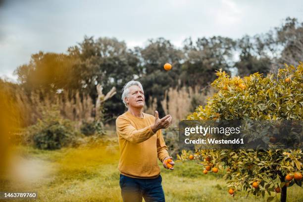 senior man jugging oranges standing in back yard - catching food stock pictures, royalty-free photos & images