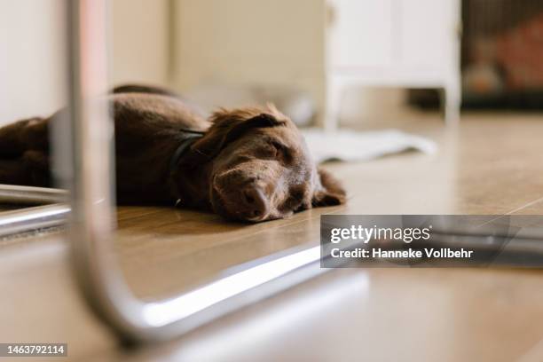 flat-coated retriever puppy sleeping on floor - laminat stock-fotos und bilder