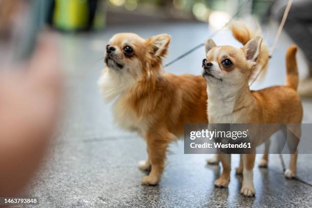 chihuahua dogs standing on footpath - toy dog fotografías e imágenes de stock