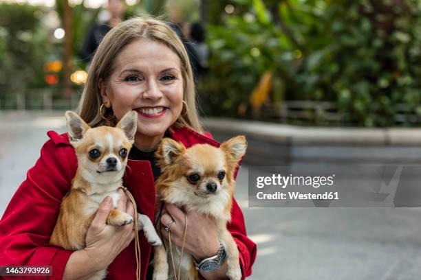 happy mature woman with chihuahua puppies on footpath - frau chihuahua stock-fotos und bilder