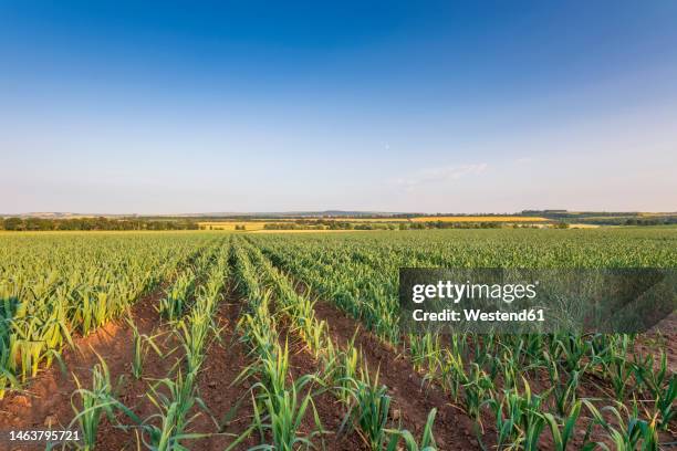 rows of leeks in field under blue sky - leek stock pictures, royalty-free photos & images