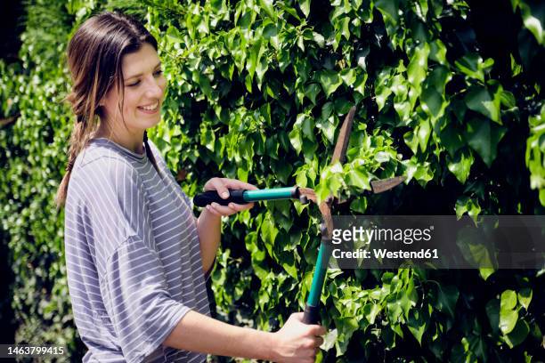 smiling woman cutting leaves of hedge with shears - hedge trimming stock pictures, royalty-free photos & images