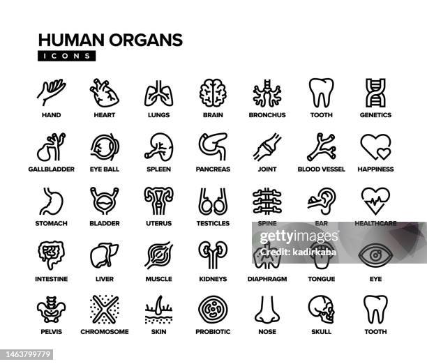 human organs line icon set - probiotic stock illustrations